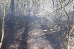 Pożar lasu w miejscowości Ewopole