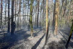 Pożar lasu w miejscowości Ewopole