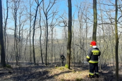 Pożar lasu w miejscowości Ewopole