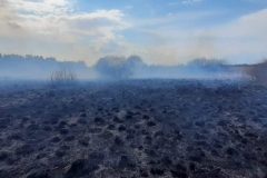 Pożar lasu w miejscowości Ewopole