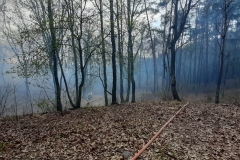 Pożar lasu w miejscowości Ewopole